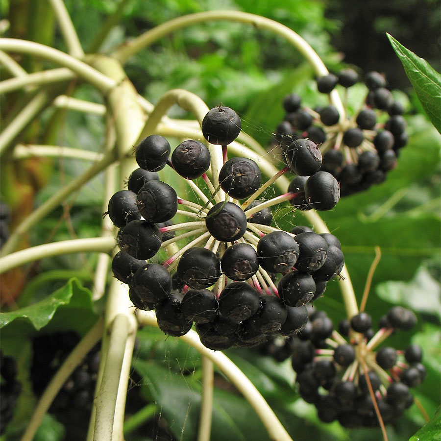 Image of Fatsia japonica specimen.