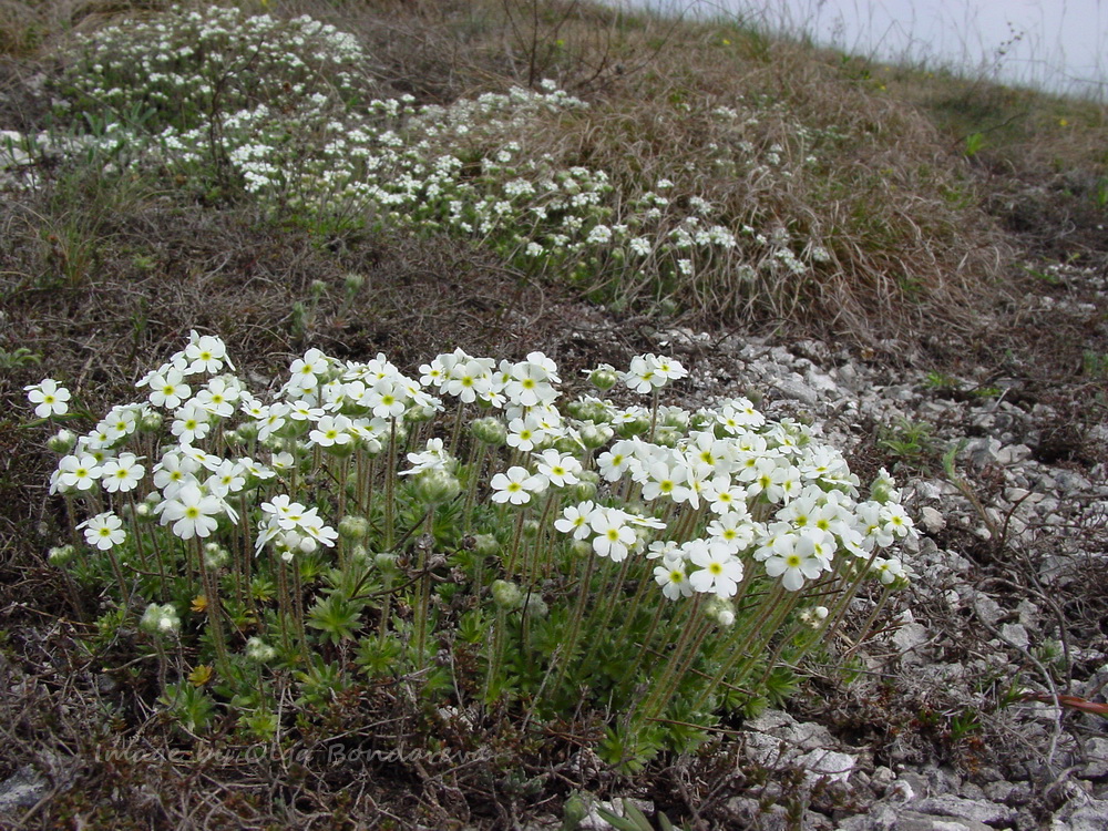 Image of Androsace koso-poljanskii specimen.