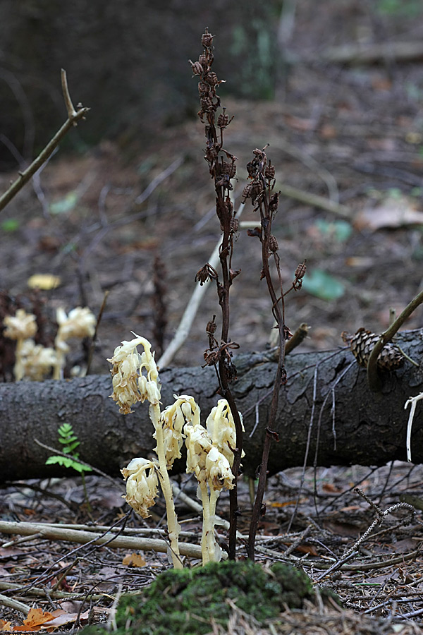 Image of Hypopitys monotropa specimen.