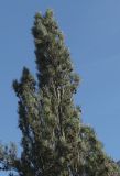 Pinus sylvestris