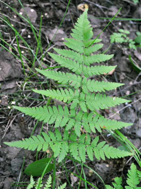 Image of Dryopteris carthusiana specimen.