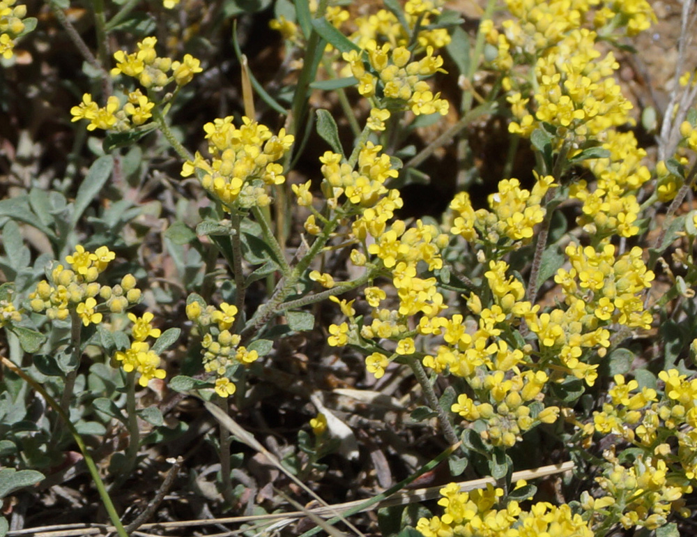 Image of Odontarrhena obovata specimen.
