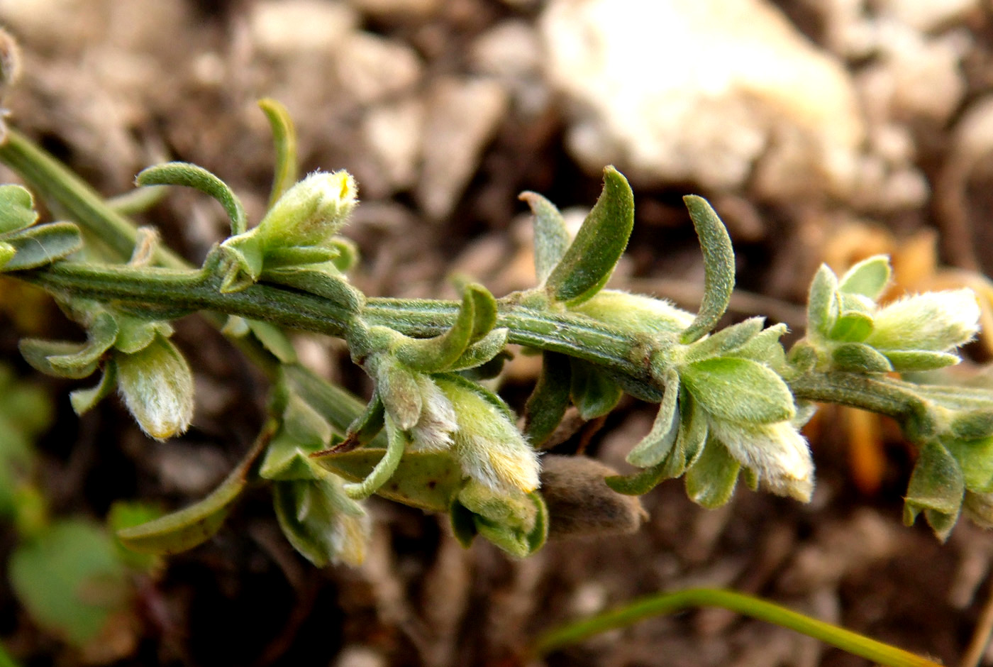 Image of Genista scythica specimen.