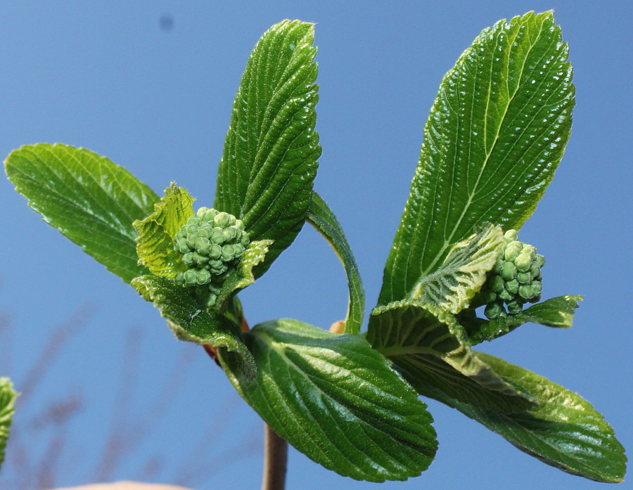 Image of Viburnum sieboldii specimen.