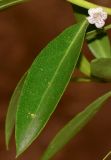 Myoporum acuminatum