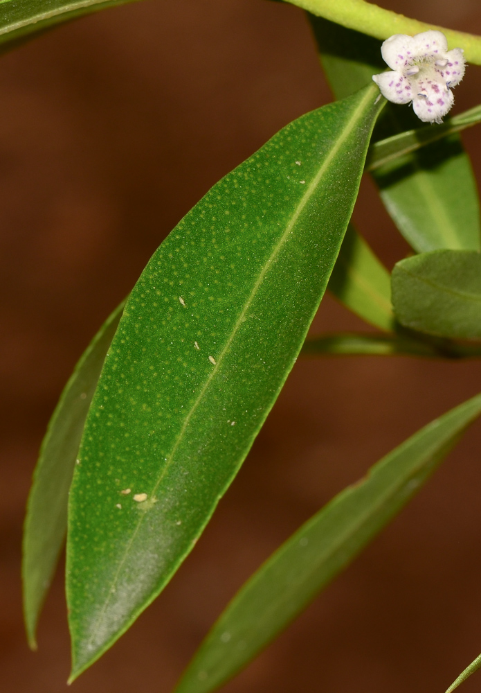 Изображение особи Myoporum acuminatum.