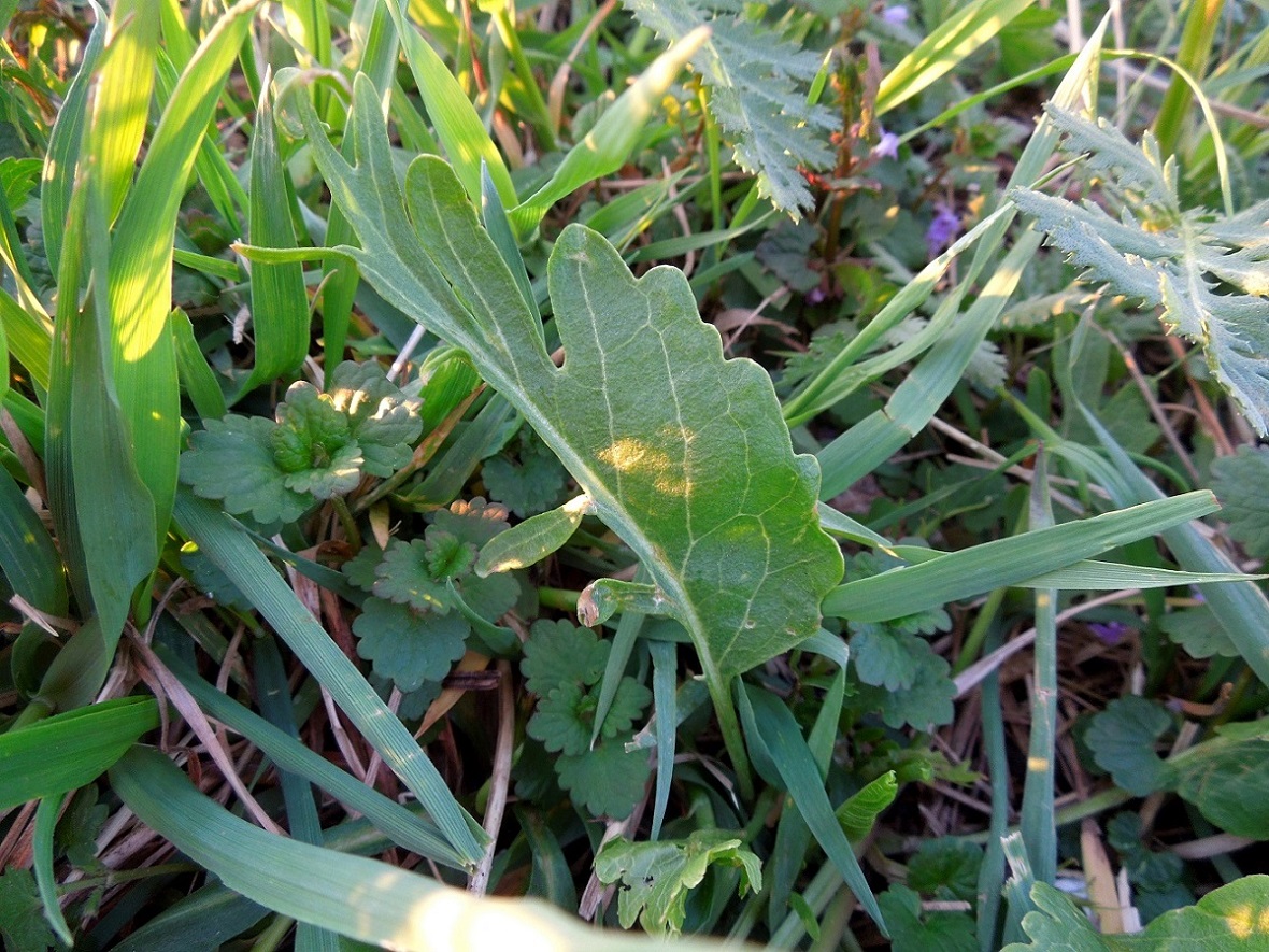 Image of Armoracia rusticana specimen.