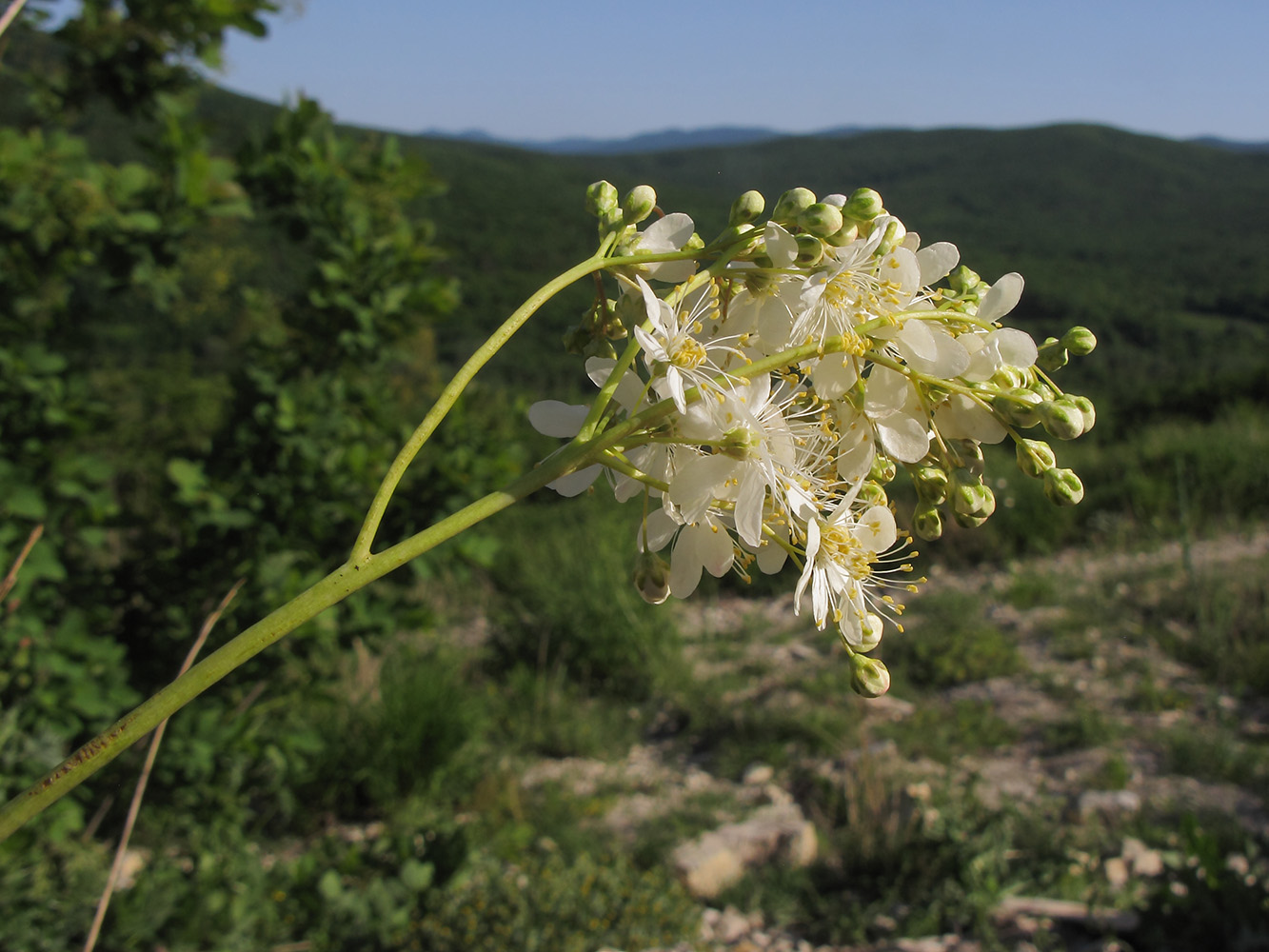 Image of Filipendula vulgaris specimen.