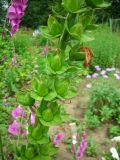 Digitalis purpurea