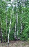 Betula platyphylla. Молодые деревья. Хабаровский край, сопка Двух Братьев, смешанный лес. 26.07.2012.