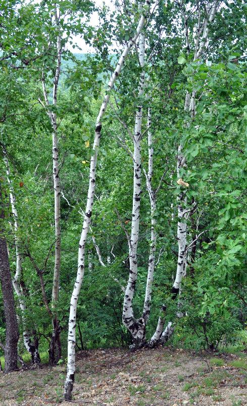 Image of Betula platyphylla specimen.