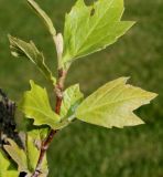 Platanus occidentalis