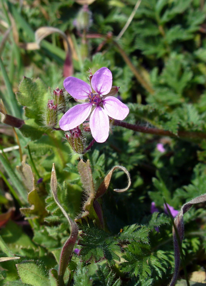 Изображение особи Erodium cicutarium.