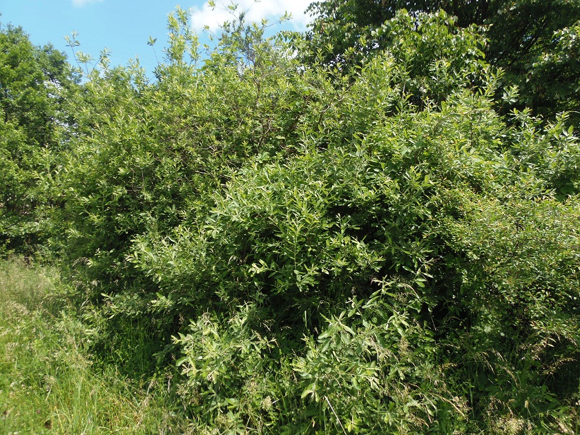 Image of Salix cinerea specimen.