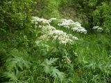 Heracleum dissectum