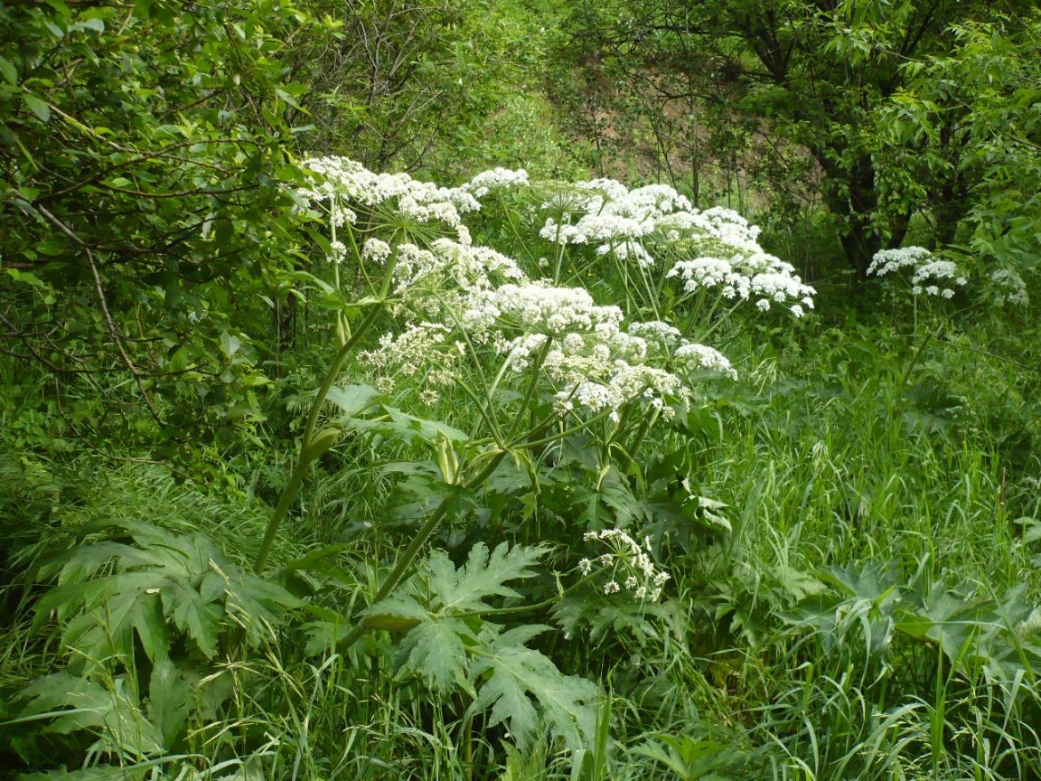 Изображение особи Heracleum dissectum.