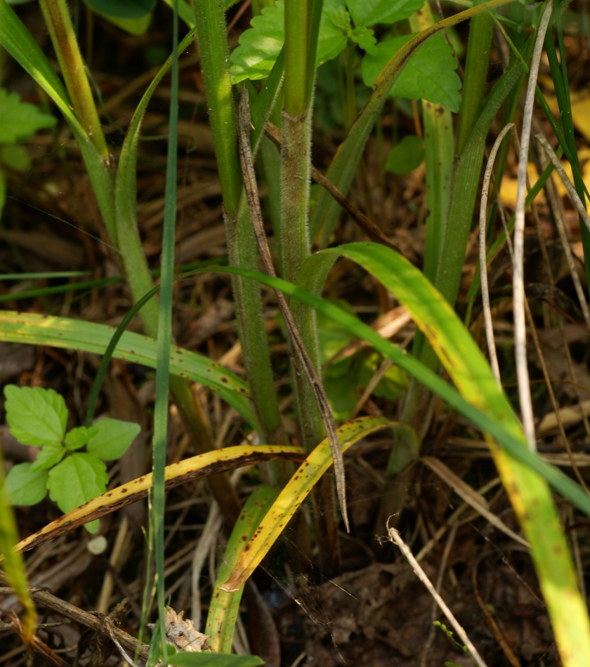 Изображение особи Carex atherodes.