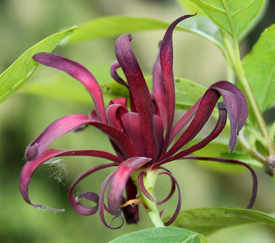 Изображение особи Calycanthus occidentalis.