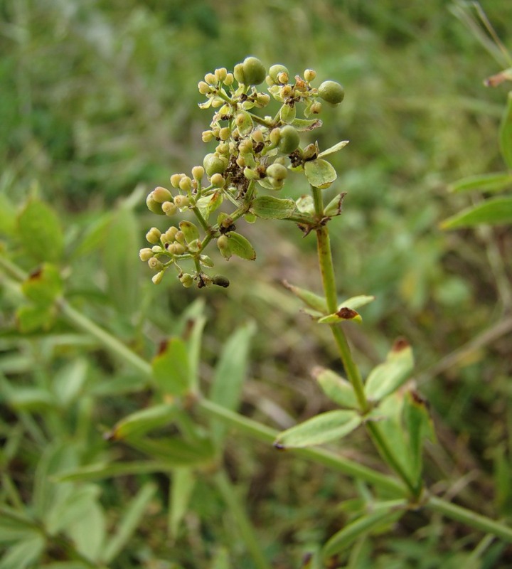 Image of Galium rubioides specimen.