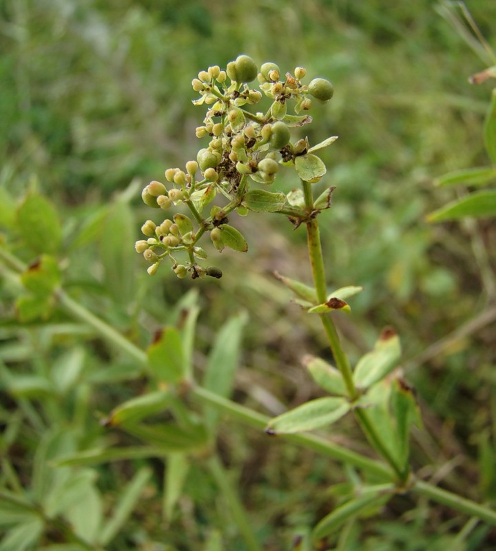 Image of Galium rubioides specimen.