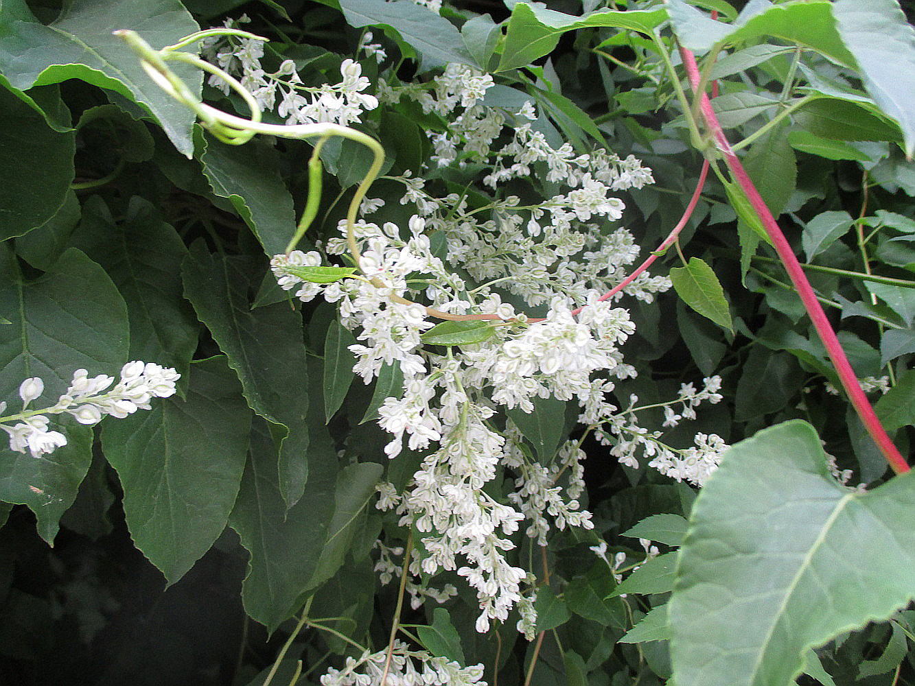 Image of Fallopia baldschuanica specimen.