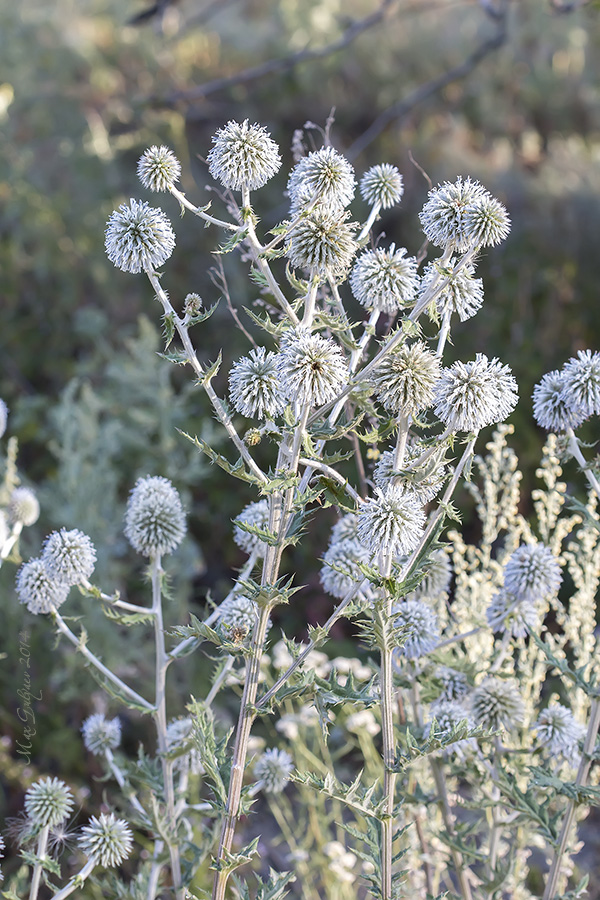 Изображение особи Echinops sphaerocephalus.