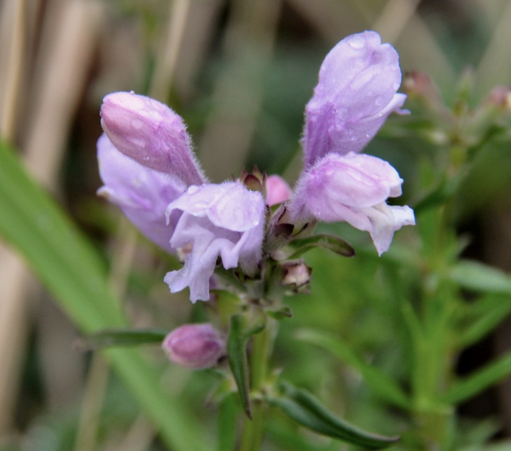 Image of Dracocephalum ruyschiana specimen.