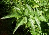 Filipendula ulmaria