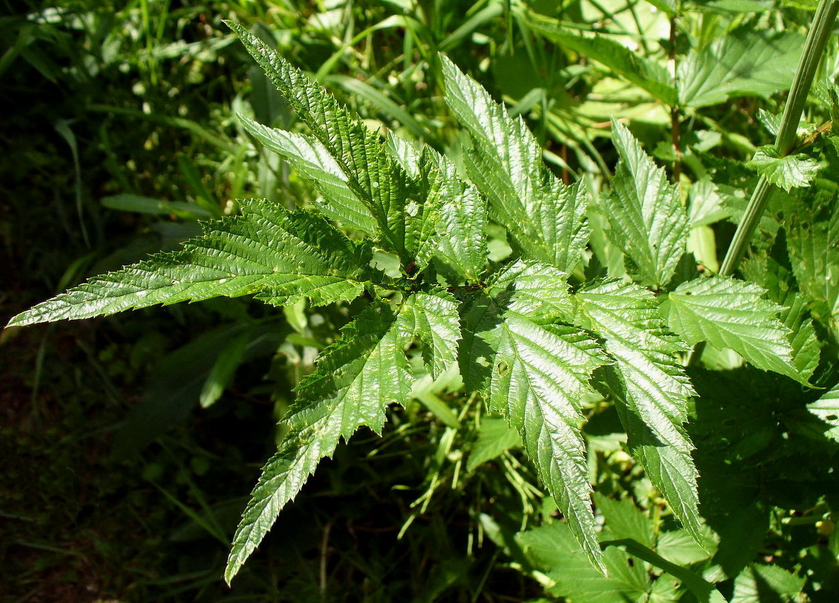 Image of Filipendula ulmaria specimen.