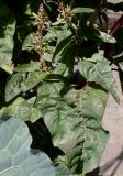 Atriplex hortensis. Побеги с соплодиями. Германия, г. Дюссельдорф, Ботанический сад университета. 03.07.2014.