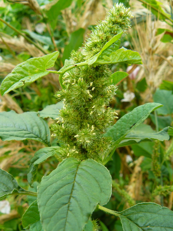 Изображение особи Amaranthus retroflexus.