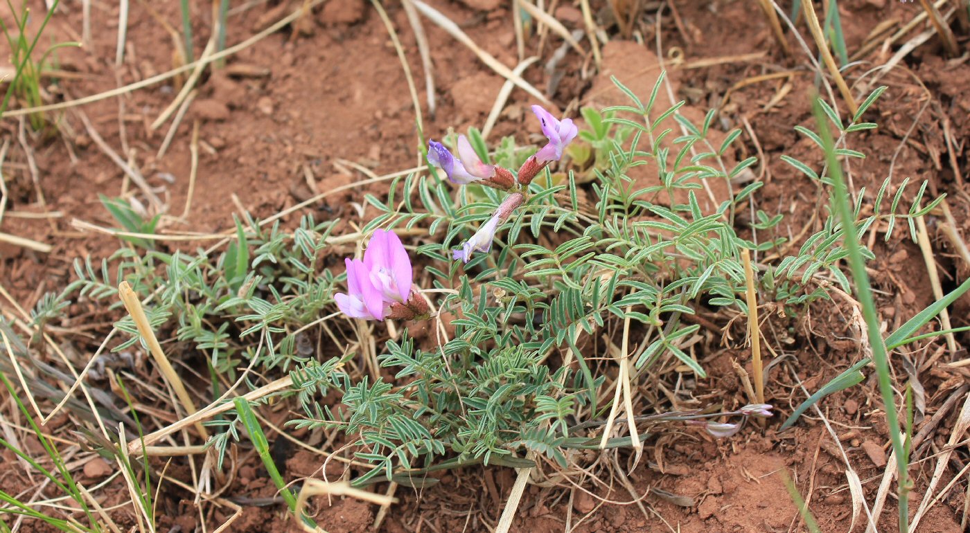 Изображение особи Astragalus angarensis.