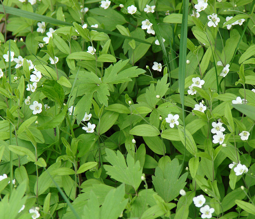 Image of Moehringia lateriflora specimen.