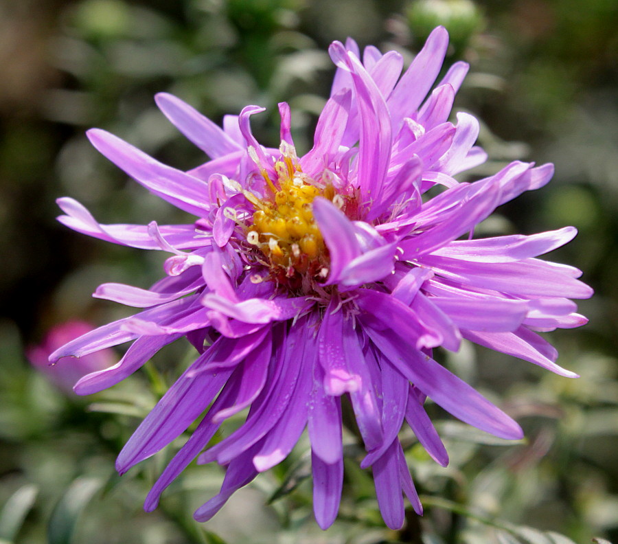 Image of Symphyotrichum novi-belgii specimen.