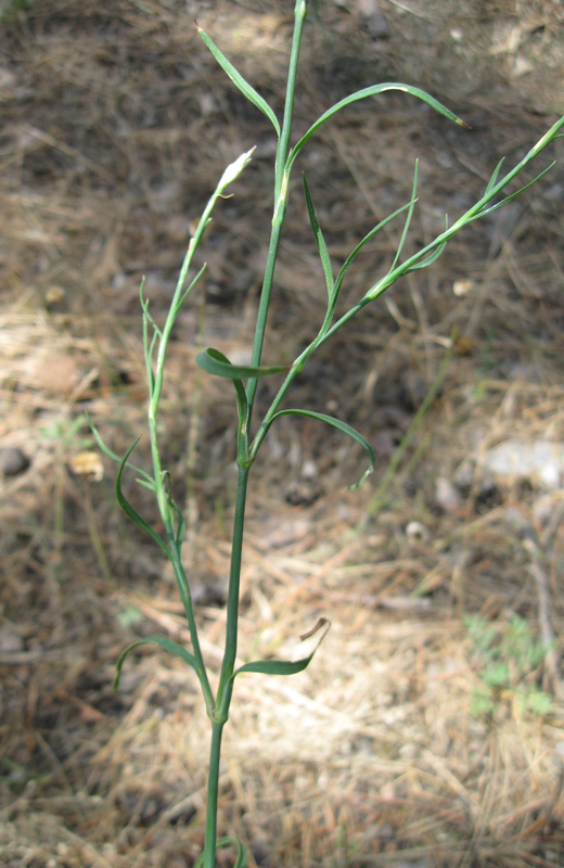 Изображение особи Petrorhagia prolifera.