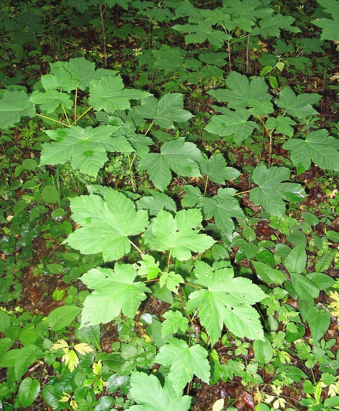 Изображение особи Acer pseudoplatanus.