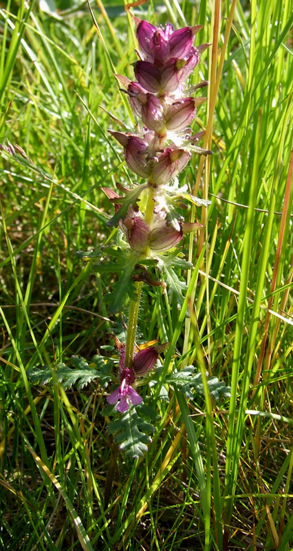 Изображение особи Pedicularis verticillata.