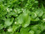 Maianthemum dilatatum. Цветущие растения в подлеске каменноберезового леса. Камчатский край, Елизовский р-н, окр. села Раздольное. Июнь 2006 г.