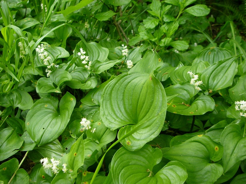 Изображение особи Maianthemum dilatatum.