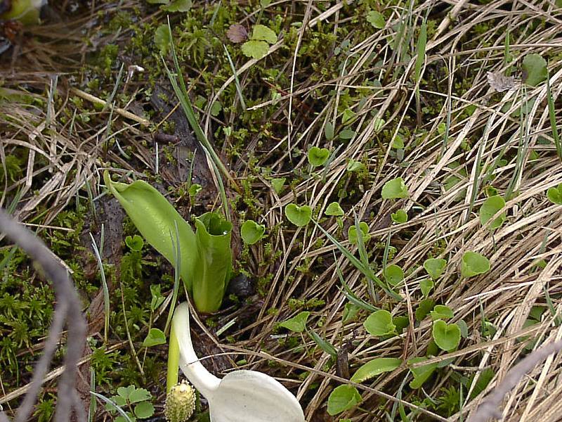 Image of Viola hultenii specimen.
