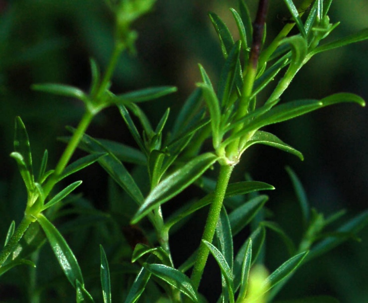 Image of Silene foliosa specimen.