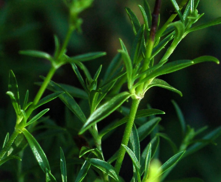 Изображение особи Silene foliosa.