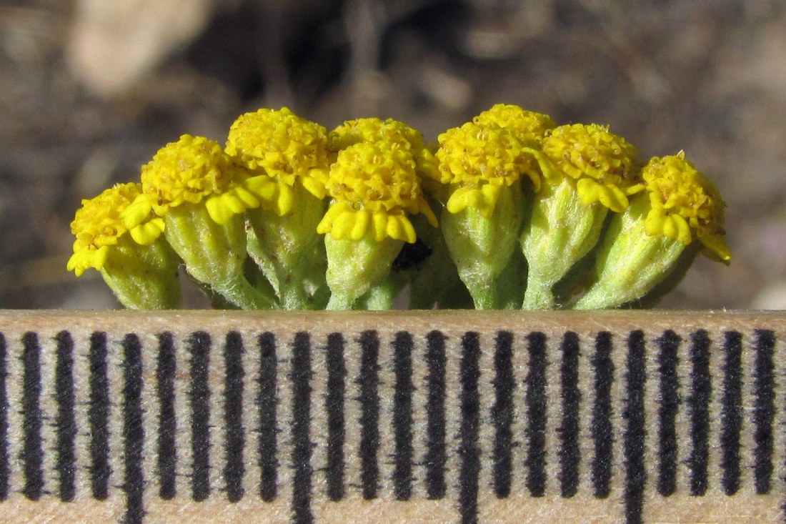Image of Achillea micrantha specimen.