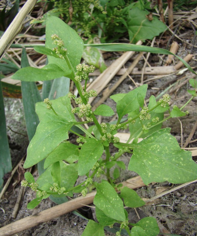 Image of Oxybasis chenopodioides specimen.