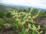 Aconogonon alpinum. Верхушка цветущего растения. Иркутская обл., Бодайбинский р-н, склон гольца под вершиной. 11.08.2008.