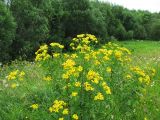 Tanacetum vulgare. Цветущее растение на лугу. Респ. Коми, окр. Сыктывкара, долина р. Сысола. 05.08.2009.