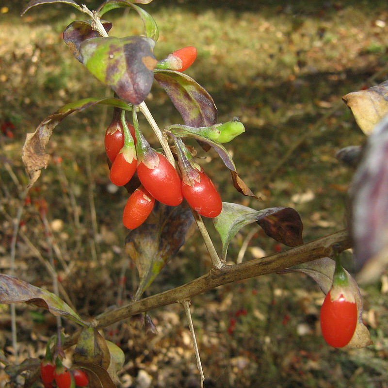 Изображение особи Lycium barbarum.