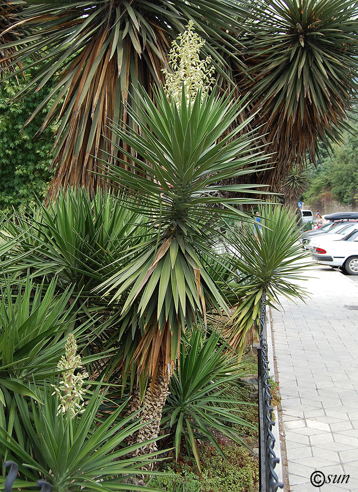 Изображение особи Yucca treculeana.