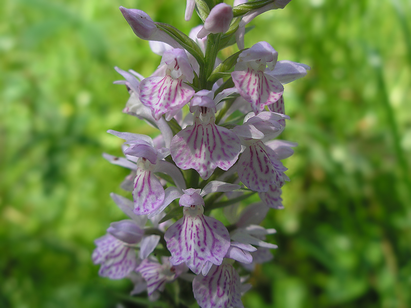 Image of Dactylorhiza maculata specimen.