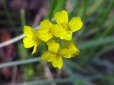 Draba sibirica